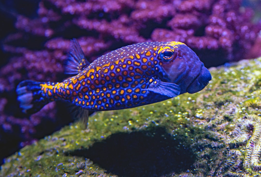 Photo Mojarra fish